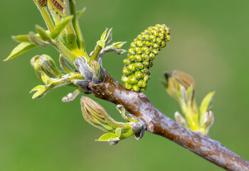 Opening bud of walnuts in spring. Macro