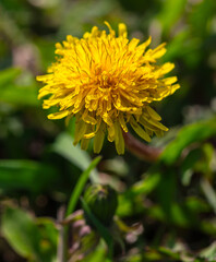 Yellow dandelion flowers in nature in spring