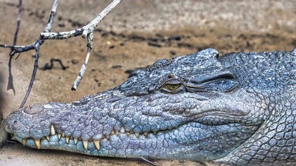 Port Douglas, Queensland, Australia