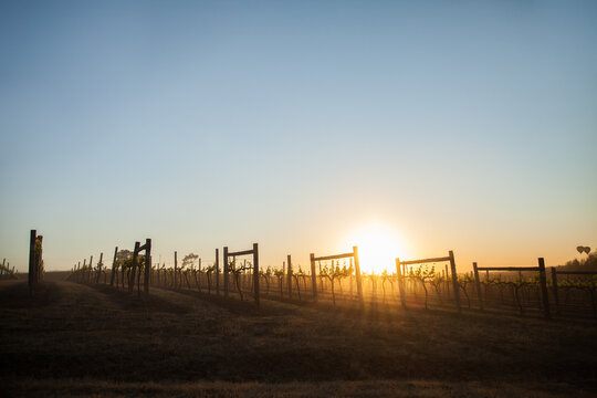 Vineyards in the Hunter Valley