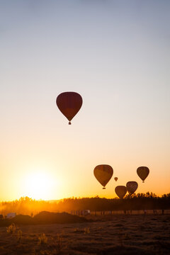 Fototapeta Silhouetted hot air balloons taking flight at sunrise
