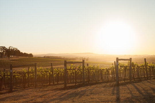 Misty vineyard with grapevines lit by the morning sun light