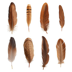 Set of bird feathers isolated on transparent background