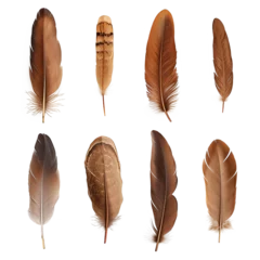 Selbstklebende Fototapete Federn Set of bird feathers isolated on transparent background