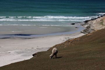 Sheep grazing on a clifftop overlooking the Neck on Saunders Island in the Falkland Islands.