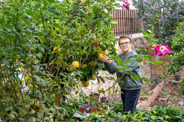 Senior woman picking pomelos in a lush garden, with focus on her gentle interaction with nature.