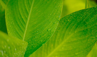 水滴と葉：一面の瑞々しいカンナの葉