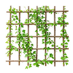 Ivy Plant Climbing on Wooden Trellis Isolated
