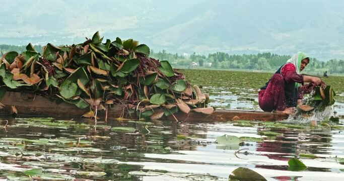A Kashmiri woman collects lotus leaves from Dal Lake in Srinagar using a traditional wooden boat, gathering aquatic plants for feeding animals amid the scenic landscape of Kashmir.