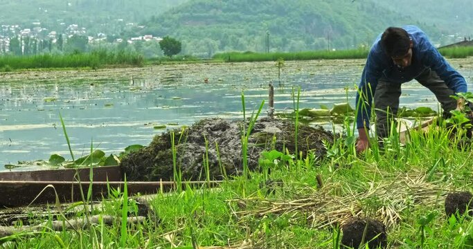 A Kashmiri farmer plants vegetables on the wetlands of Dal Lake in Srinagar, surrounded by lush greenery, aquatic vegetation and the scenic Himalayan landscape of Kashmir.