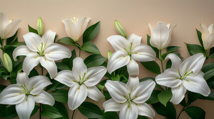 Fototapeta na wymiar A white Lily background with leaves and petals, a beautiful floral arrangement.