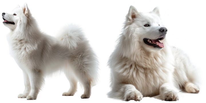 Samoyed dog isolated on transparent background