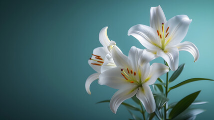 A white Lily background with leaves and petals, a beautiful floral arrangement. - obrazy, fototapety, plakaty