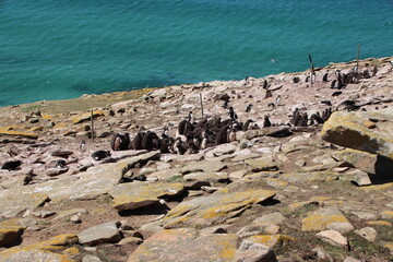 Southern Rockhopper Penguin chicks (Eudyptes chrysocome), Saunders Island, Falkland Islands.