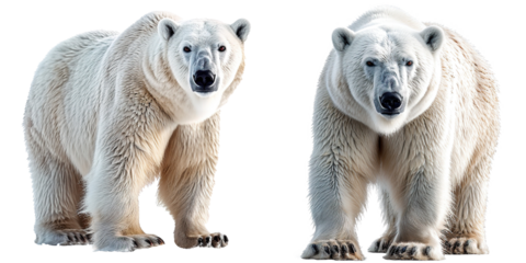 Polar bear isolated on transparent  background