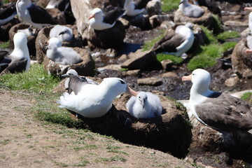 Black-browed Albatross (Thalassarche melanophrys) and chick, Saunders Island, Falkland Islands.