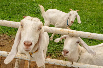 Animal themes white goat Capra aegagrus hircus on the green farm. The photo is suitable to use for animal wild life and animal content media. © Tomy