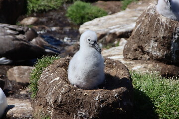 Black-browed Albatross chick (Thalassarche melanophrys), Saunders Island, Falkland Islands.