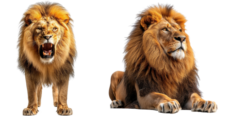 Lion isolated on transparent background