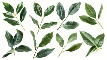 Set of laurel leaves on a white background. - obrazy, fototapety, plakaty