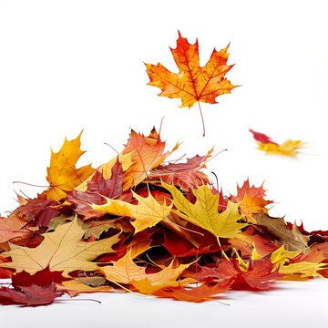 Vibrant pile of falling autumn leaves isolated on white background.
