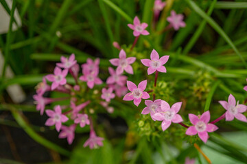 Naklejka premium Group small pink flower of Centaurium erythraea on the national garden. Photo is suitable to use for nature background, botanical poster and garden content media.