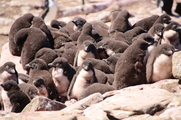 Southern Rockhopper Penguin chicks (Eudyptes chrysocome), Saunders Island, Falkland Islands.