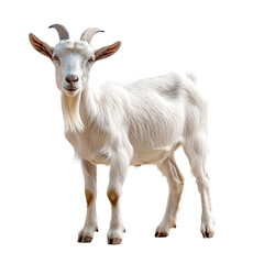 White goat isolated on transparent background