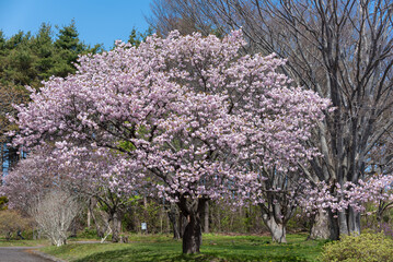 満開の桜の木がある風景