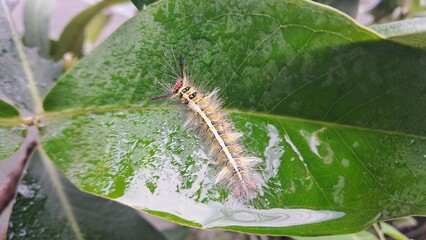 a caterpillar on a leaf with water droplets on it