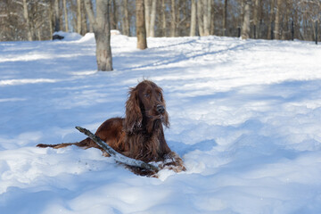 Irish setter on the hunt. Hunting dog in the forest. Hunting with a dog in winter.
