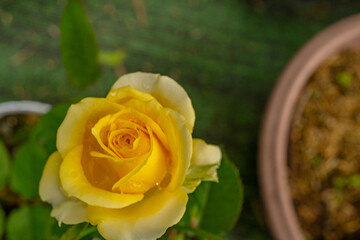 Fresh yellow rose Rosa Foetida Perciana on the garden. The photo is suitable to use for botanical content media and flowers nature photo background.