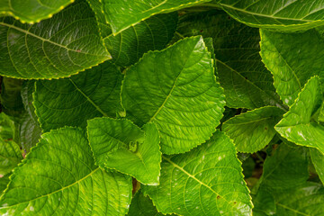 Surface and texture green leaf Bokor hydrangea. Photo is suitable to use for green nature background, botanical poster and content media.