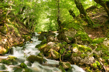mountain stream on a sunny summer day under the canopy of green trees