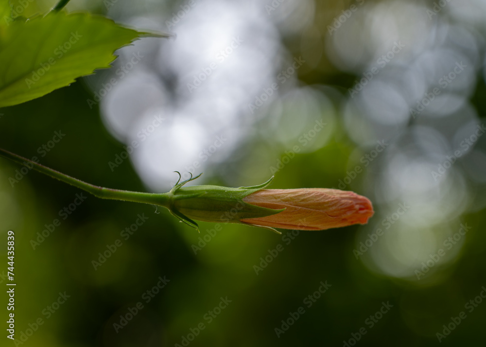 Wall mural orange unopened flower bud chinese hibiscus.