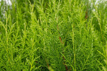 Texture green leaf background of the cupressus torulosa The photo is suitable to use for botanical background, nature poster and flora education content media.