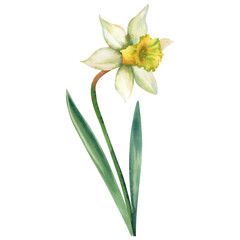 Watercolor narcissus on a white background, hand-painted. A delicate vintage spring flower. Easter holiday. For designers, postcard decor, logos, icons, clipart.