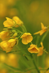 春の訪れを告げる菜の花が咲き乱れ