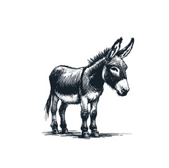 The donkey. Black white vector illustration.