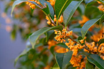 キンモクセイの花