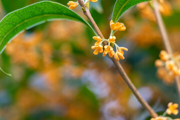 キンモクセイのかわいらしい花