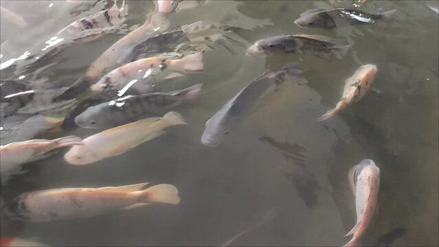 Underwater fish. a group of tilapia or nila fish swim underwater in an artificial pond in the hotel garden
