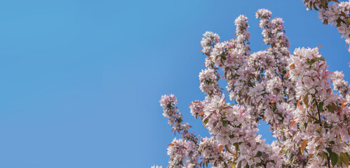 Blossoming of sakura branch on background blue sky