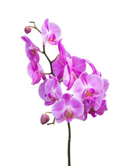 Blooming  hybrid phalaenopsis orchids Fara 12