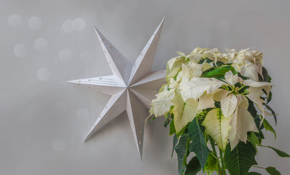 Christmas symbol white poinsettia  (Euphorbia pulcherrima) and paper lightning lanter