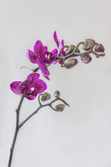 Purle Orchid phalaenopsis on a gray background