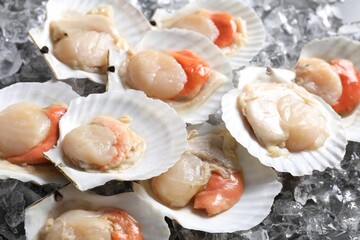 Fresh raw scallops with shells on ice cubes, closeup