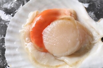 Fresh raw scallop in shell on ice cubes, top view