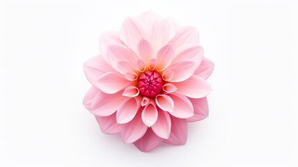 An single pink flower on a stark white background