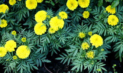 Bright yellow Marigold flowers blooming  and dark green leaves on bunch, top view.